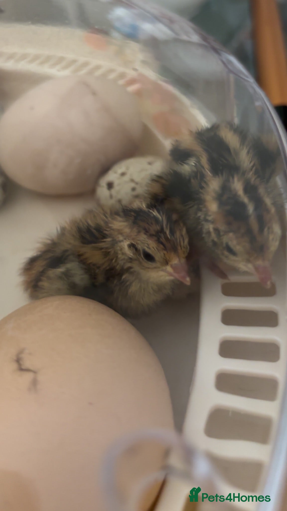 Quail poultry coloured corturnix quails - Advert 6