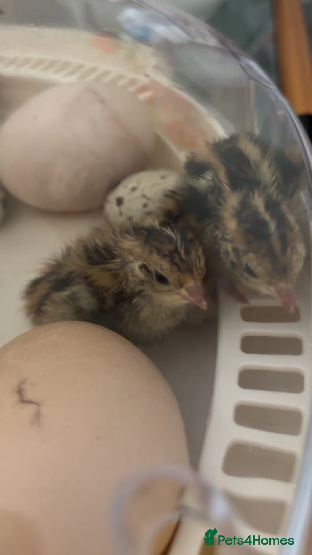 Quail poultry for sale: coloured corturnix quails - Advert 1
