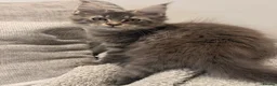 Maine Coon cats for sale: Tica registered ready to go  - Advert 11