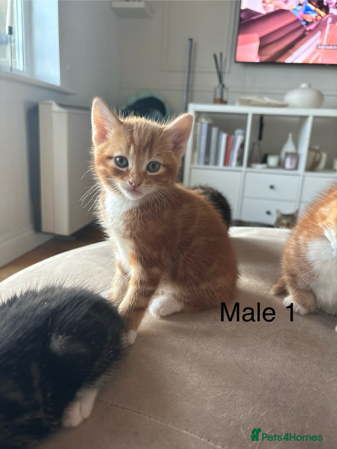 Mixed Breed cats for sale: Gorgeous mixed breed bengal and calico kittens - Advert 3