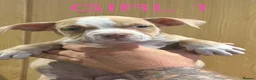 American Bully dogs for sale: American  bully puppies - Advert 6