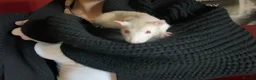 Rat rodents for sale: two friendly male rats + cage for sale - Advert 4