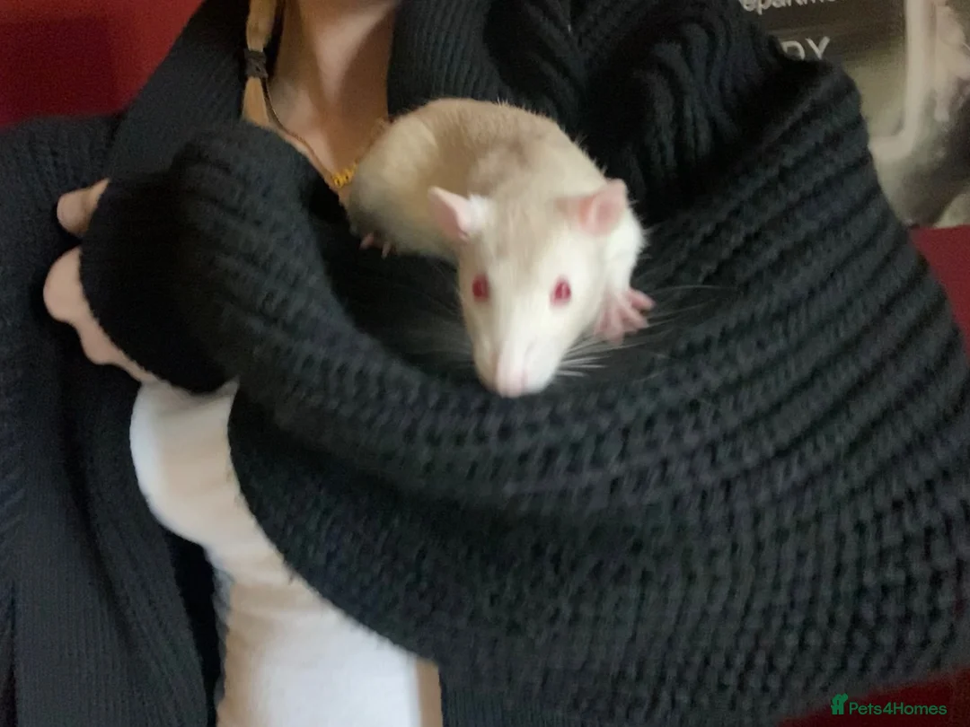 Rat rodents for sale: two friendly male rats + cage for sale - Advert 4