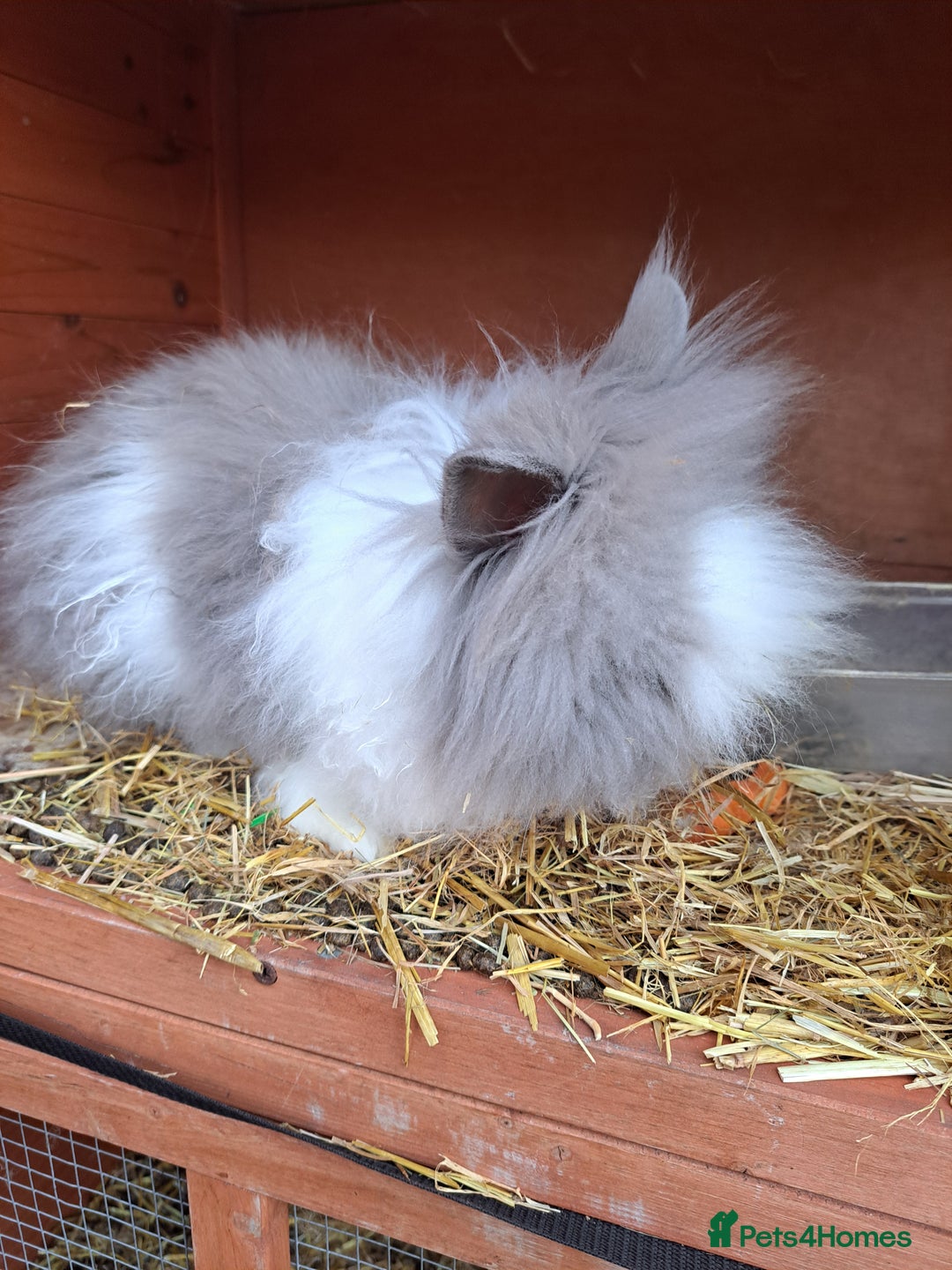 Lionhead rabbits for sale: Gorgeous Double manned lionheads - Image 3