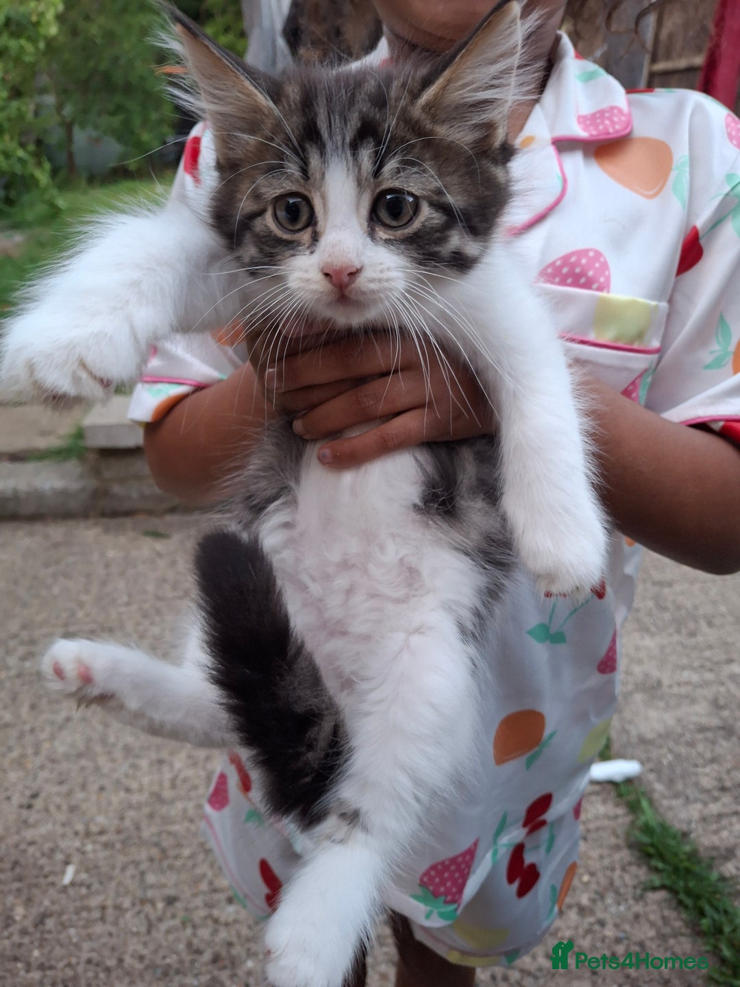 Siberian cats for sale: Siberian mix - Image 12
