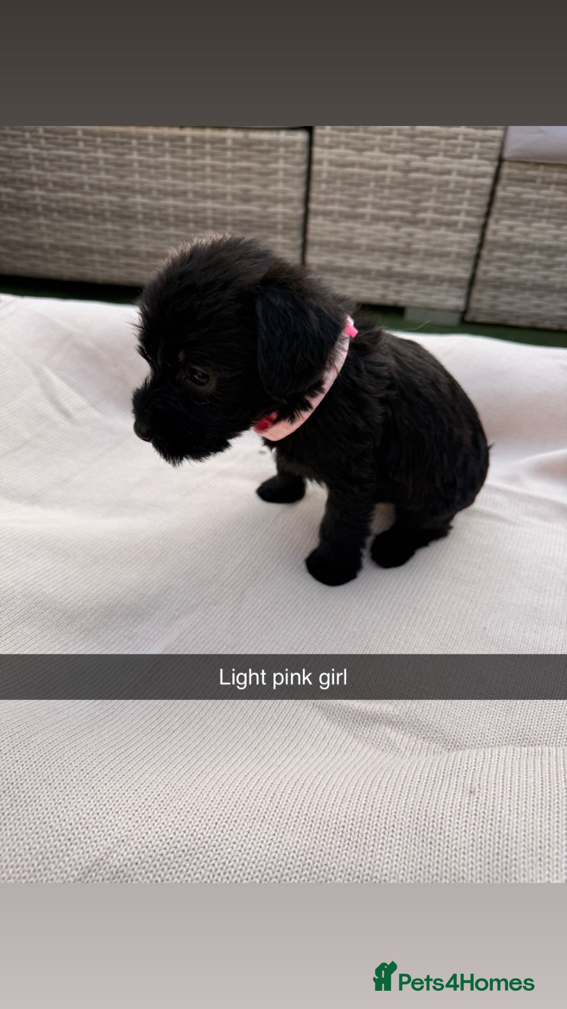 Mixed Breed dogs for sale: Whoodle puppies  - Advert 11