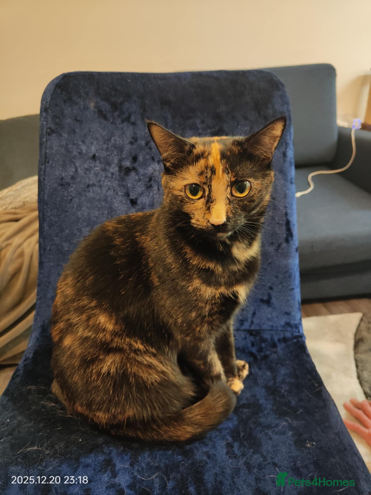 Mixed Breed cats Free cats for sale - Advert 3