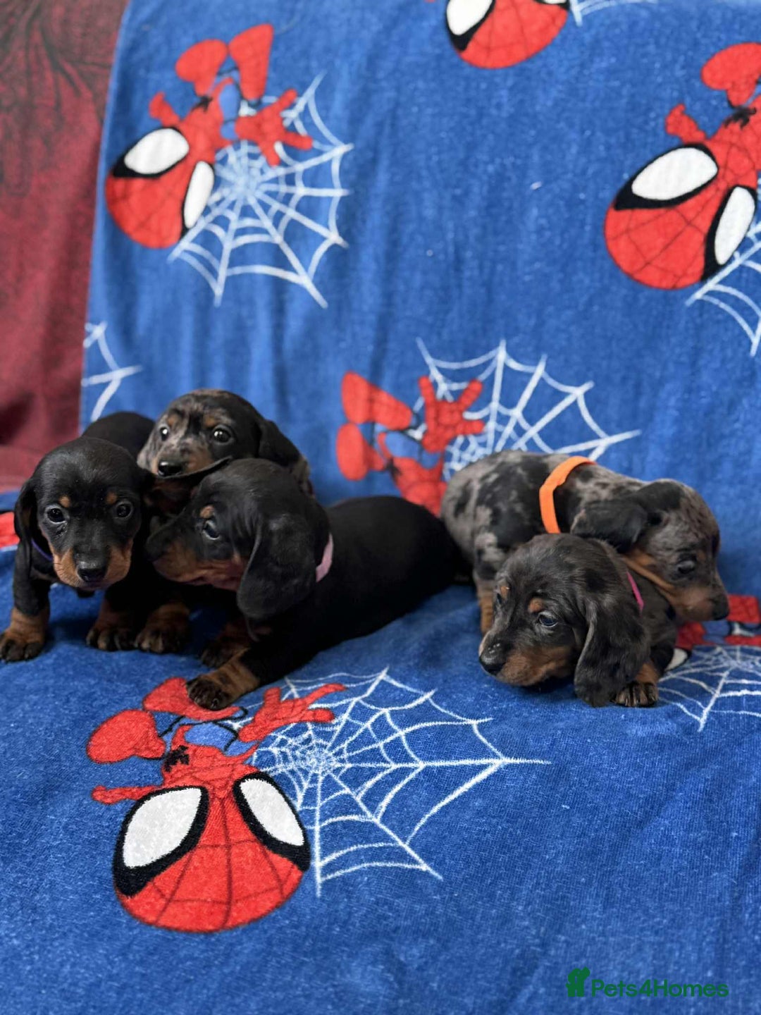 Miniature Dachshund dogs for sale: Puppies 🐶  - Advert 6