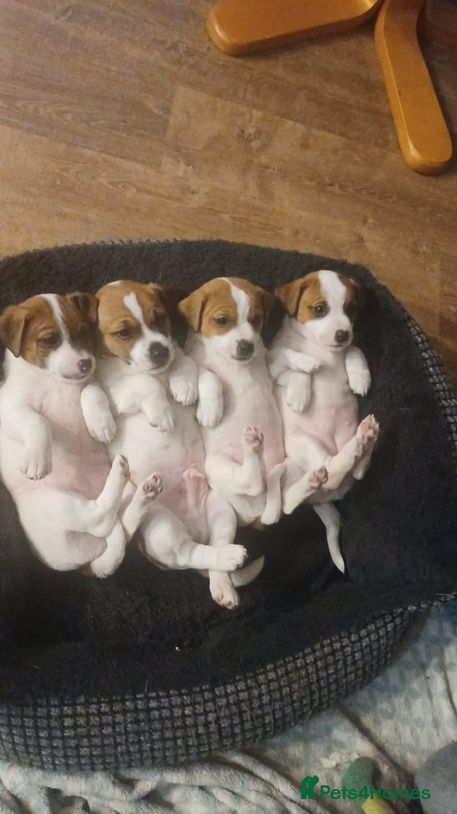 Jack Russell dogs Jack Russell pups - Advert 2