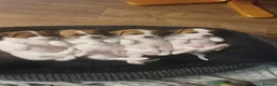 Jack Russell dogs for sale: Jack Russell pups in Biggar - Advert 1