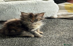 Maine Coon cats for sale: Adorable MaineCoon Ragdoll Cross Kittens Ready Now - Image 21