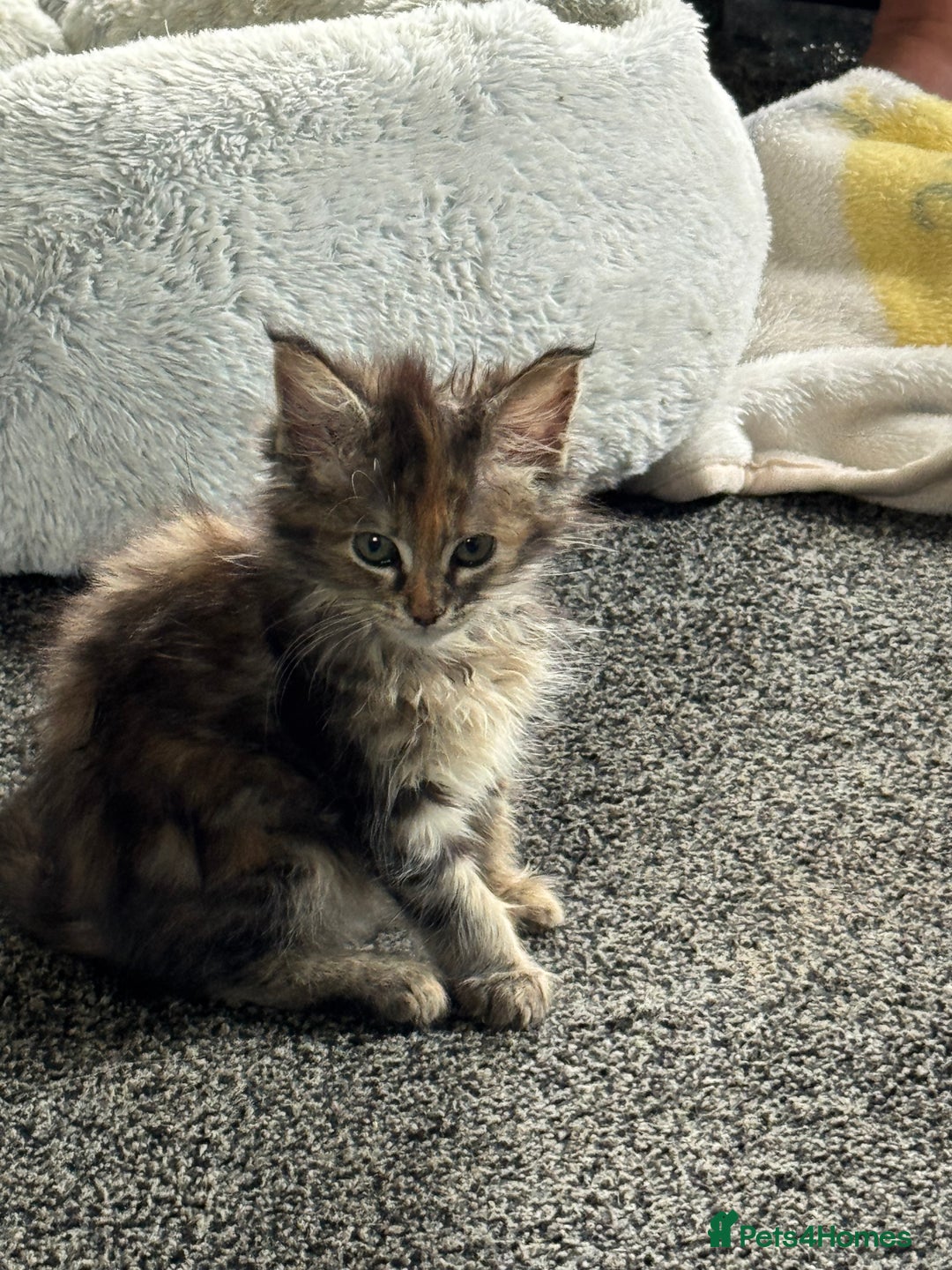 Maine Coon cats for sale: Adorable MaineCoon Ragdoll Cross Kittens Ready Now - Image 21