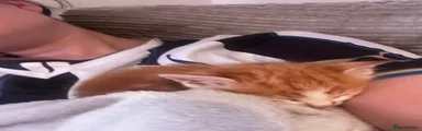 Mixed Breed 1