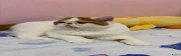 Exotic cats for sale: Beautiful exotic boy - Advert 6