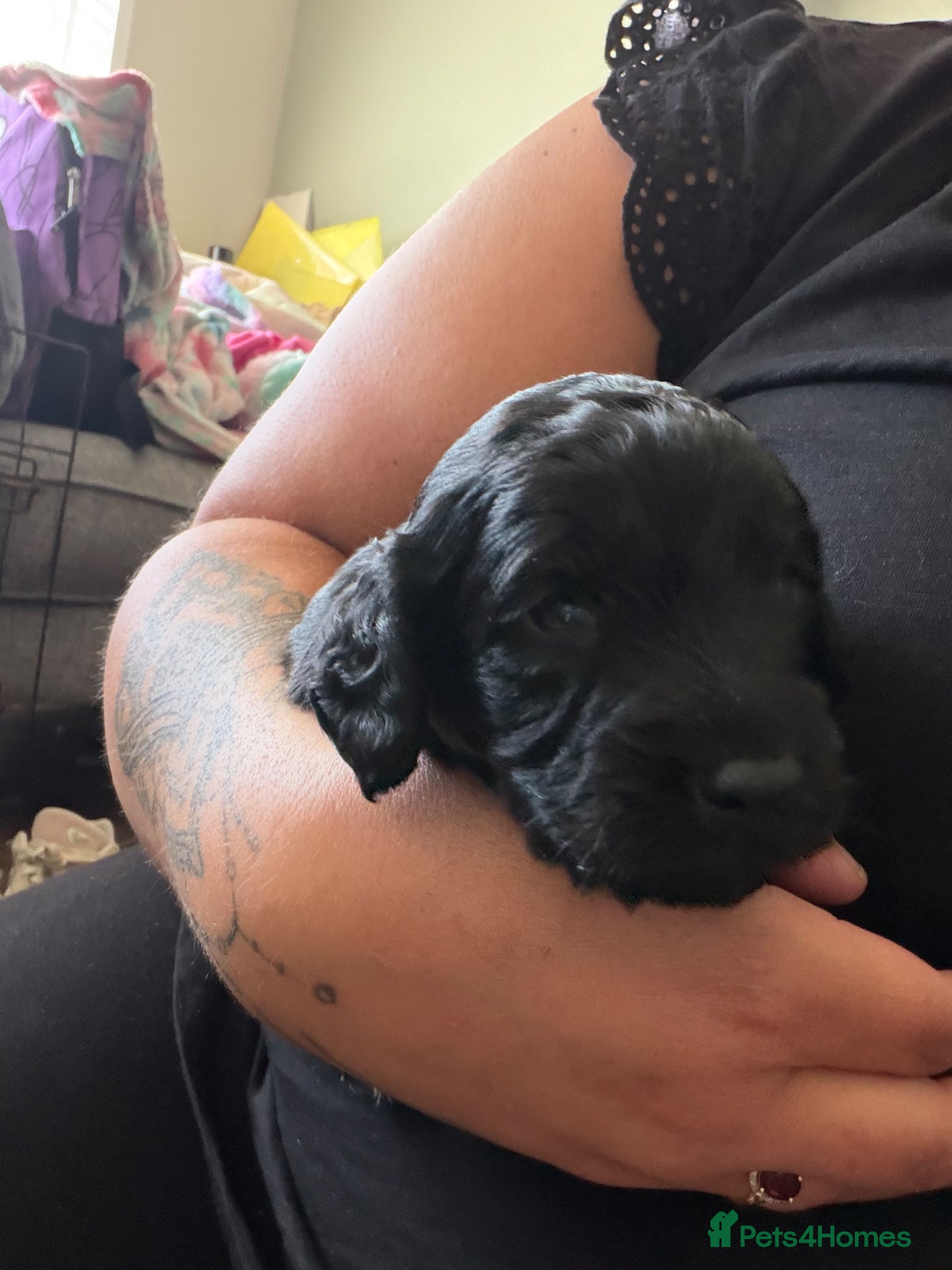 Cockapoo dogs for sale: Beautiful cockapoos - Advert 25