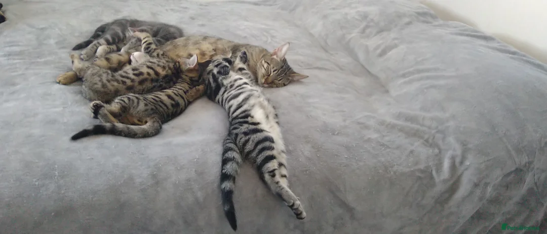 Mixed Breed cats for sale: 5 Beautiful Tabby Kittens For Sale  - Advert 2