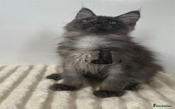 Maine Coon cats for sale: TICA Maine Coon boy male black smoke XXL  - Image 4