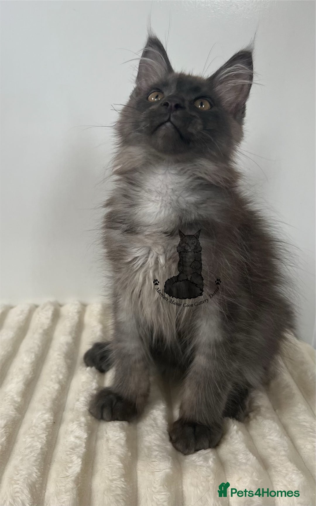 Maine Coon cats for sale: TICA Maine Coon boy male black smoke XXL  - Image 4