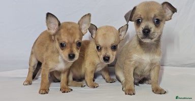Chihuahua dogs - Advert 11