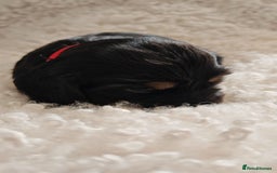 Cocker Spaniel dogs for sale: Kc show cocker spaniel puppies  - Image 8