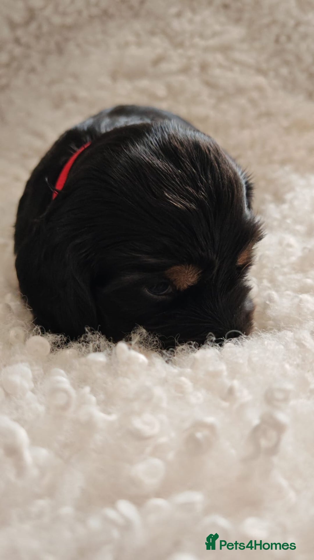 Cocker Spaniel dogs for sale: Kc show cocker spaniel puppies  - Image 8