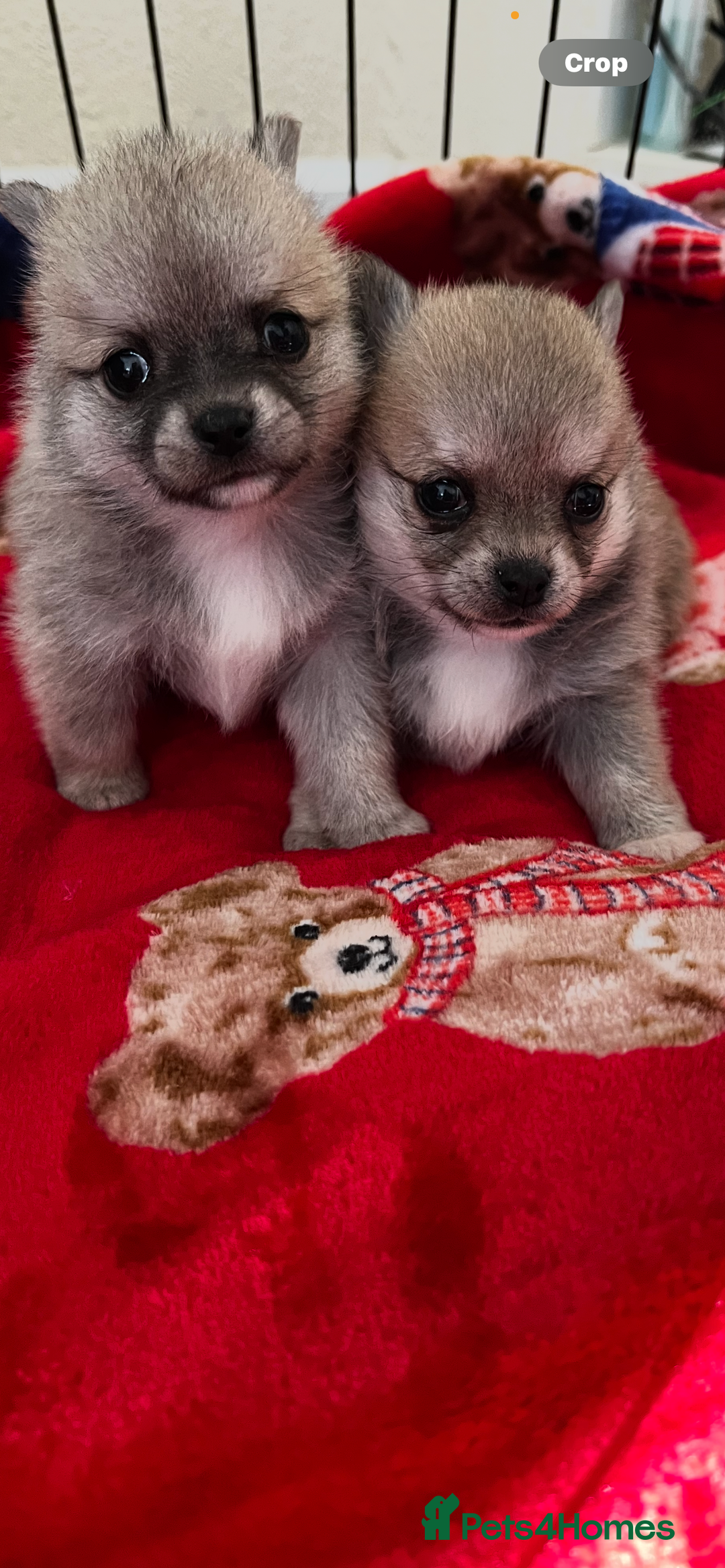 Pomchi dogs for sale: Pomchil  - Advert 2