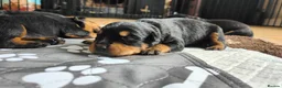 Rottweiler dogs for sale: Rottweiler puppies in Caersws - Advert 3