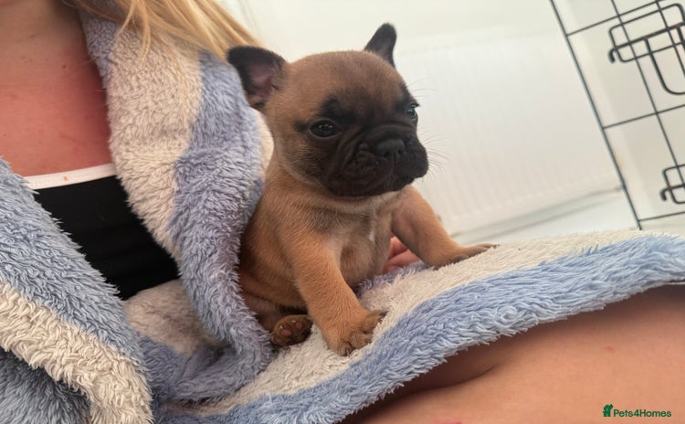 French Bulldog dogs - Advert 3