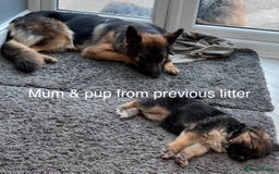 German Shepherd dogs for sale: Beautiful purebred German shepherd puppies - Image 29