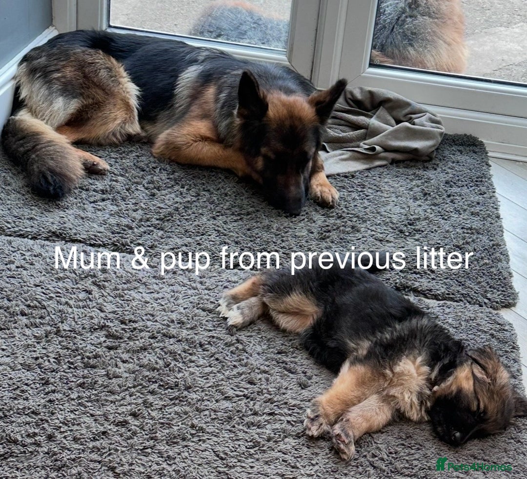 German Shepherd dogs for sale: Beautiful purebred German shepherd puppies - Image 29
