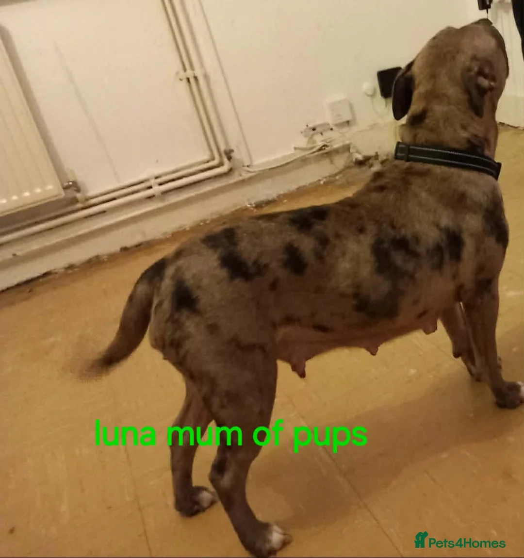 Mixed Breed dogs for sale: staffy cross old tyme bulldog pups  in Maesteg - Advert 1