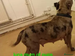 Mixed Breed dogs staffy cross old tyme bulldog pups in Maesteg - Advert 1