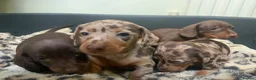 Miniature Dachshund dogs for sale: Funny happy miniature dachshund puppies - Advert 20