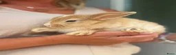 Mixed Breed rabbits for sale: Bunnies - Advert 7