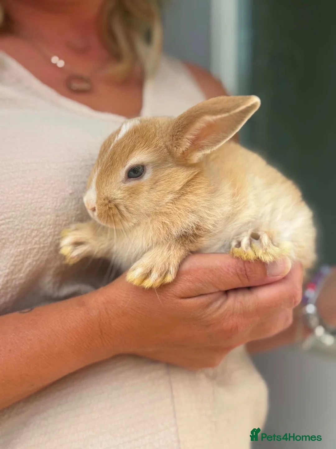 Mixed Breed rabbits for sale: Bunnies - Advert 7