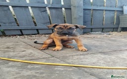 Cane Corso dogs for sale: Cane Corso  - Image 2
