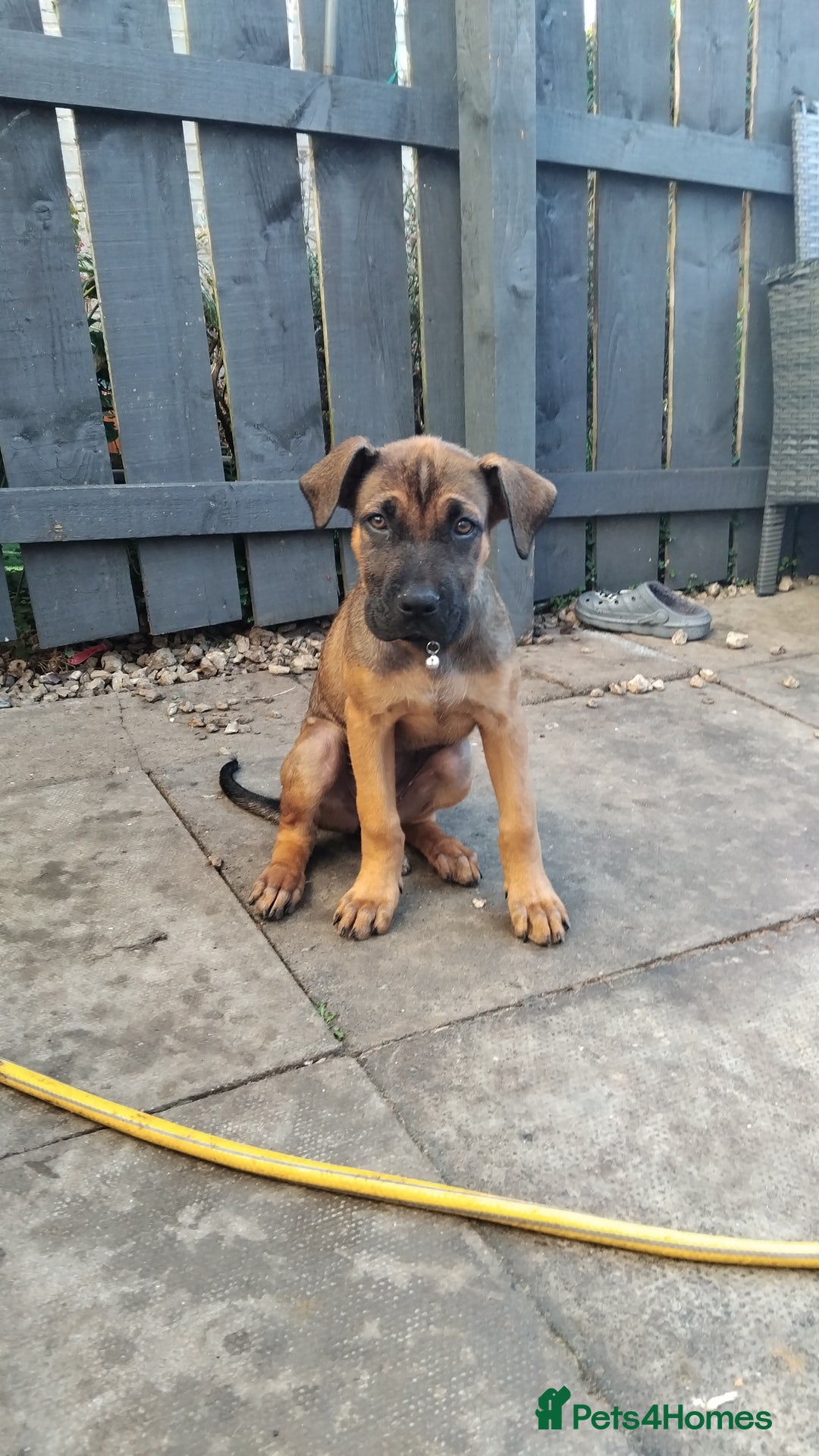 Cane Corso dogs for sale: Cane Corso  - Image 2