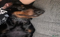 Miniature Dachshund dogs for stud: Miniature Dachshund for Stud - Black & Tan -  - Image 7