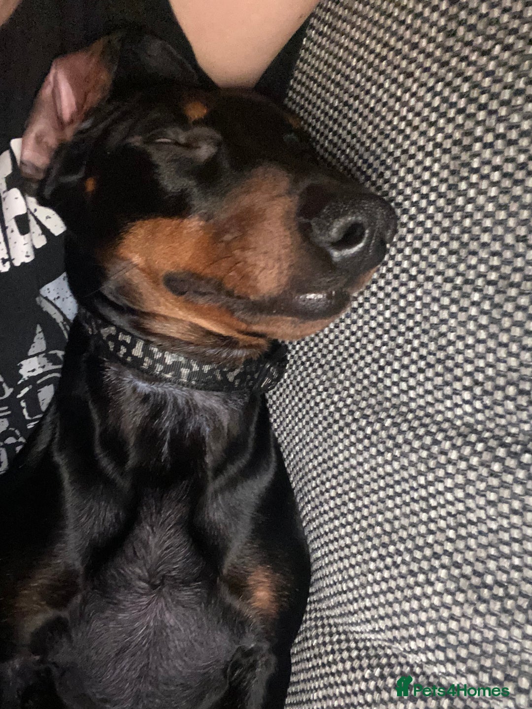 Miniature Dachshund dogs for stud: Miniature Dachshund for Stud - Black & Tan -  - Image 7