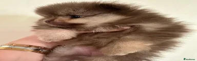 Pomeranian Puppy 1