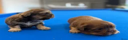 Shih Tzu dogs for sale: Beautiful miniature imperial Shih Tzu - Advert 5