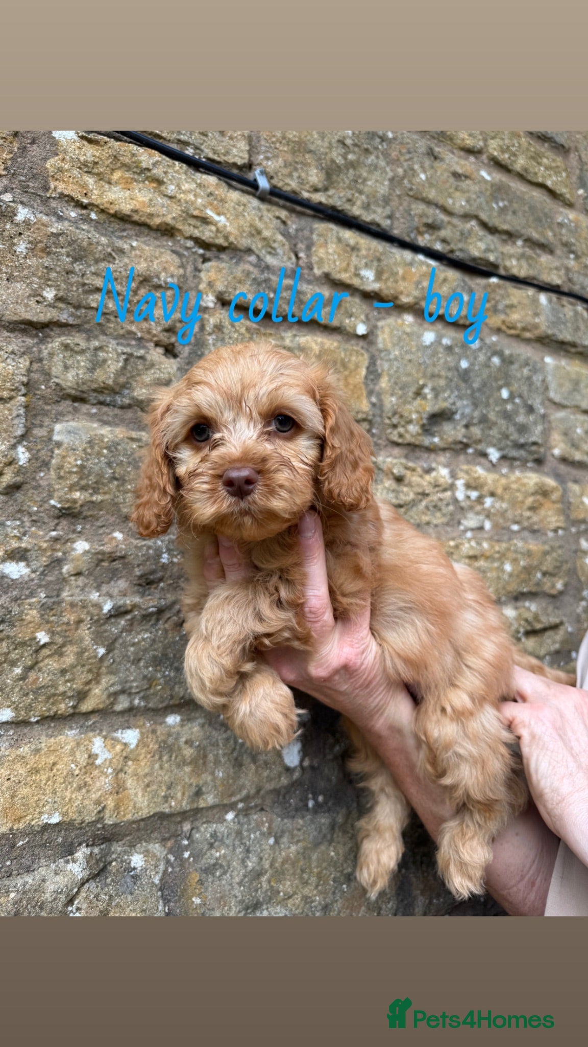 Cavapoo dogs READY NOW! Cavapoo puppies🩷💙 - Advert 1