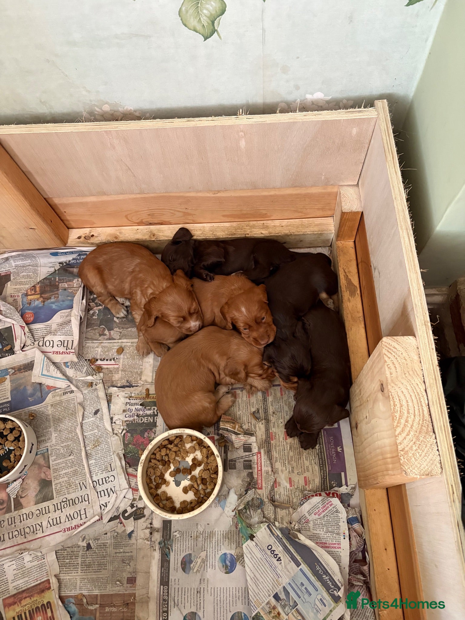 Cocker Spaniel dogs Cocker Spaniel Puppies Available  - Advert 2