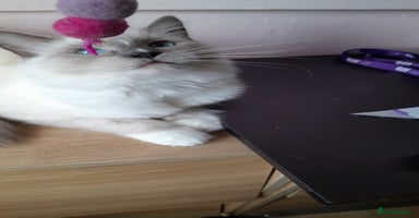 Ragdoll cats - Advert 3
