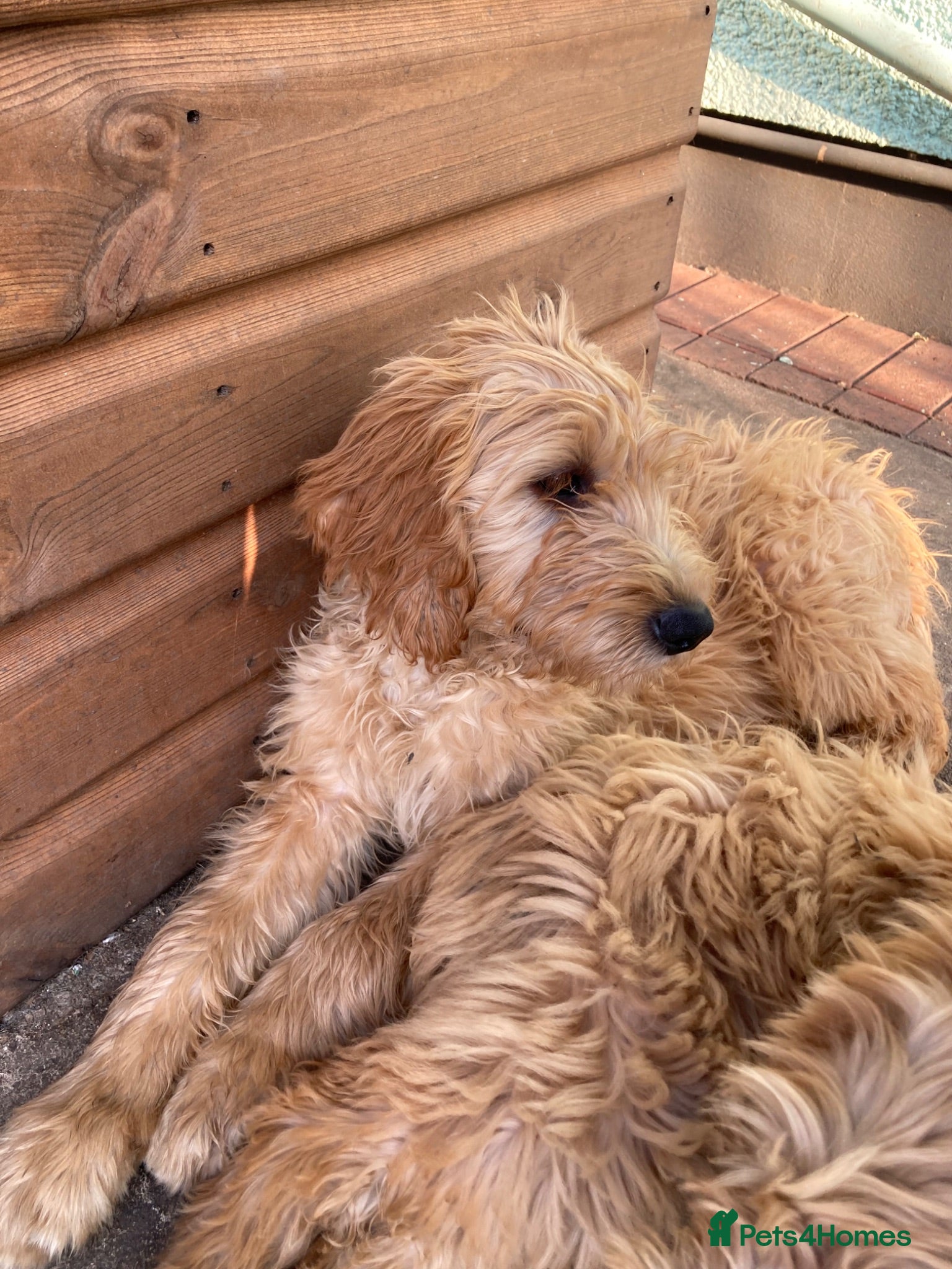 Goldendoodle dogs Goldendoodle pups - Advert 2