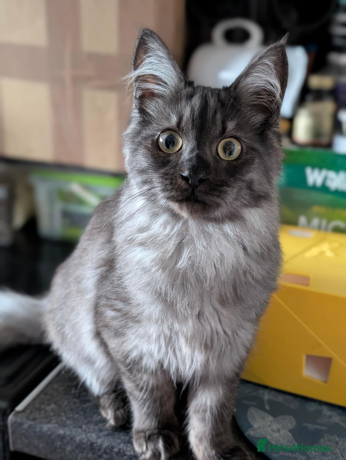 Mixed Breed cats Beautiful Black Smoke Ragdoll Maine Coon Kittens  - Advert 2