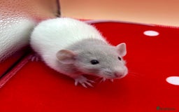 Rat rodents for sale: Pedigree Dumbo Rats - Advert 5