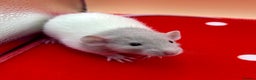 Rat rodents for sale: Pedigree Dumbo Rats - Advert 5