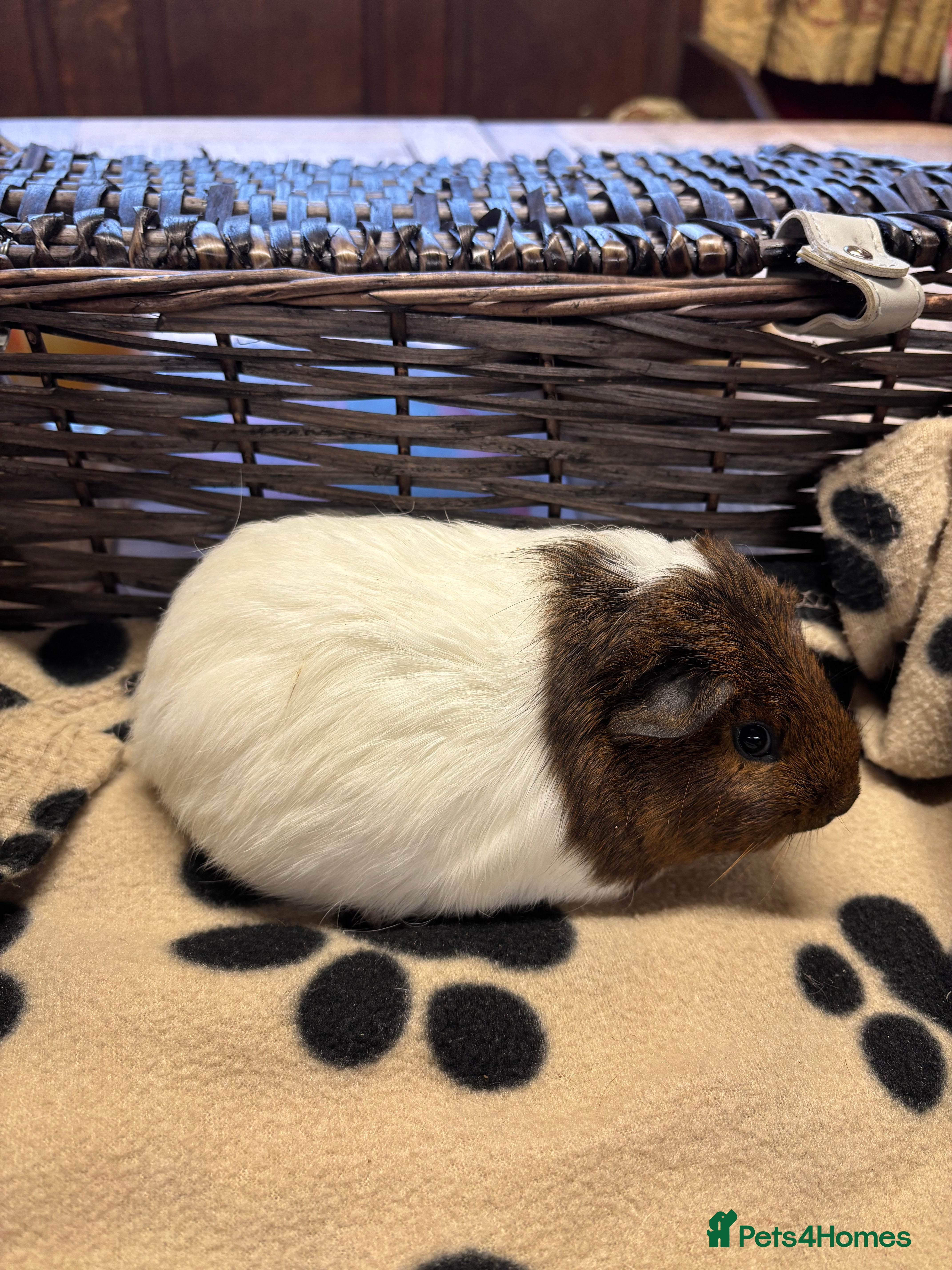 Guinea Pig rodents Beautiful young female guinea pig  - Advert 12
