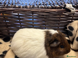 Guinea Pig rodents Beautiful young female guinea pig - Advert 4